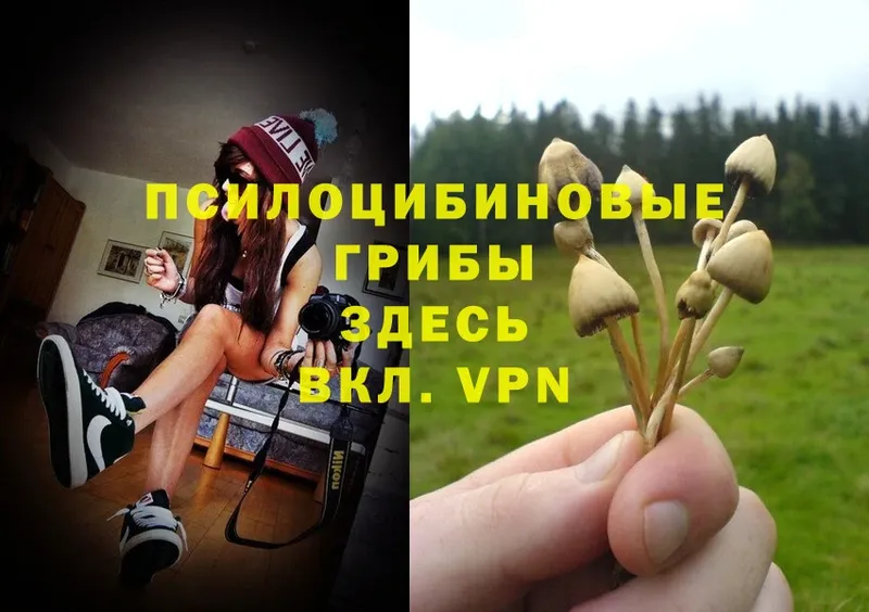 Псилоцибиновые грибы Psilocybine cubensis  Чкаловск 